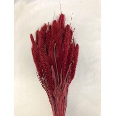 SETARIA  24" Red 